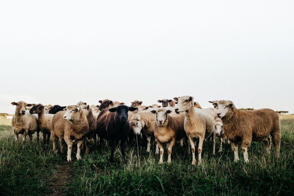 cara nak ternak kambing